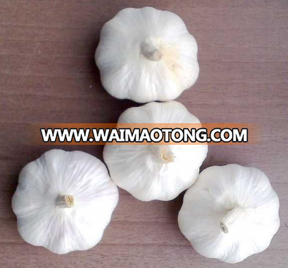 2017 new crop fresh pure  white garlic size 5.0 cm
