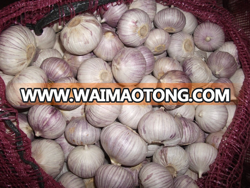 2017 new crop fresh Chinese solo garlic bulk pack