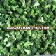 Grade A Frozen Broccoli IQF Broccoli florets 40-60mm