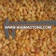 IQF Fresh Frozen Unpeeled Diced Apricot