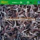 Grade A Frozen Black Fungus Strips Fungus Chunks