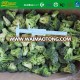 Grade A IQF Frozen Broccoli Florets 20-40 mm