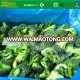 Grade A IQF Frozen Organic Broccoli  40-60 mm