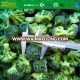 Grade A IQF Frozen Organic Broccoli  30-50 mm
