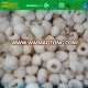 Frozen Fruits Litchi Peeled Whole IQF Lychee meat