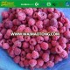 Grade A Frozen  IQF Fresh Organic Raspberries