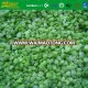 Frozen Organic Celery IQF Diced Parsley