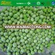 Frozen  IQF  Green Pea