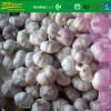 fresh  white garlic size 5.5 cm