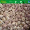 fresh  white garlic size 4.5 cm