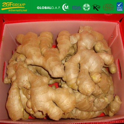 new crop fresh yong ginger